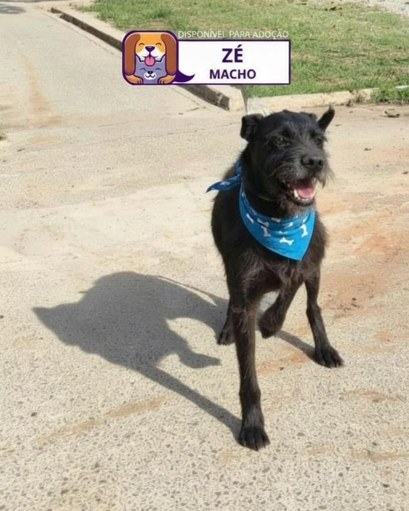 Zé, cachorro de porte grande para adoção em Marília - SP