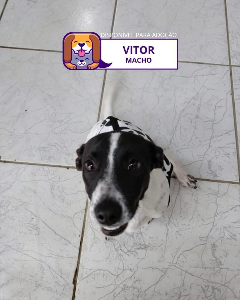 Vitor, cachorro de porte médio para adoção em Sorocaba - SP