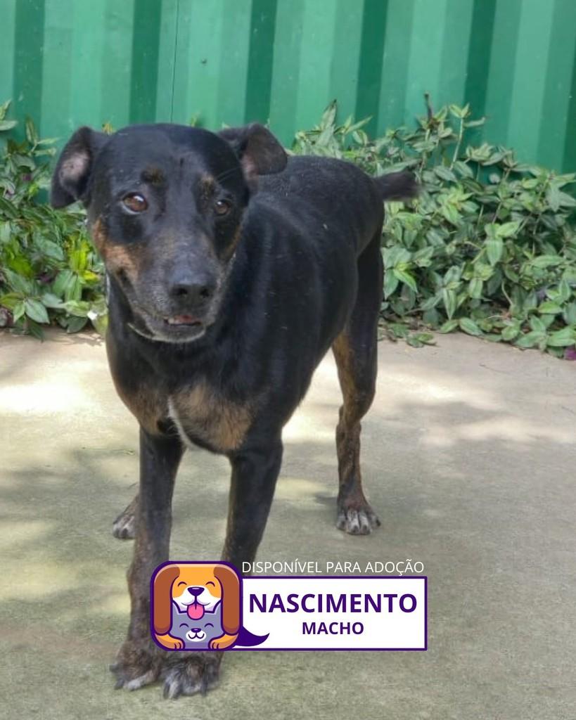 Nascimento, cachorro de porte médio para adoção em Sorocaba - SP