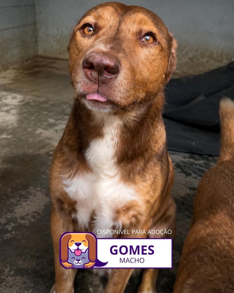 Gomes, cachorro de porte médio para adoção em Sorocaba - SP