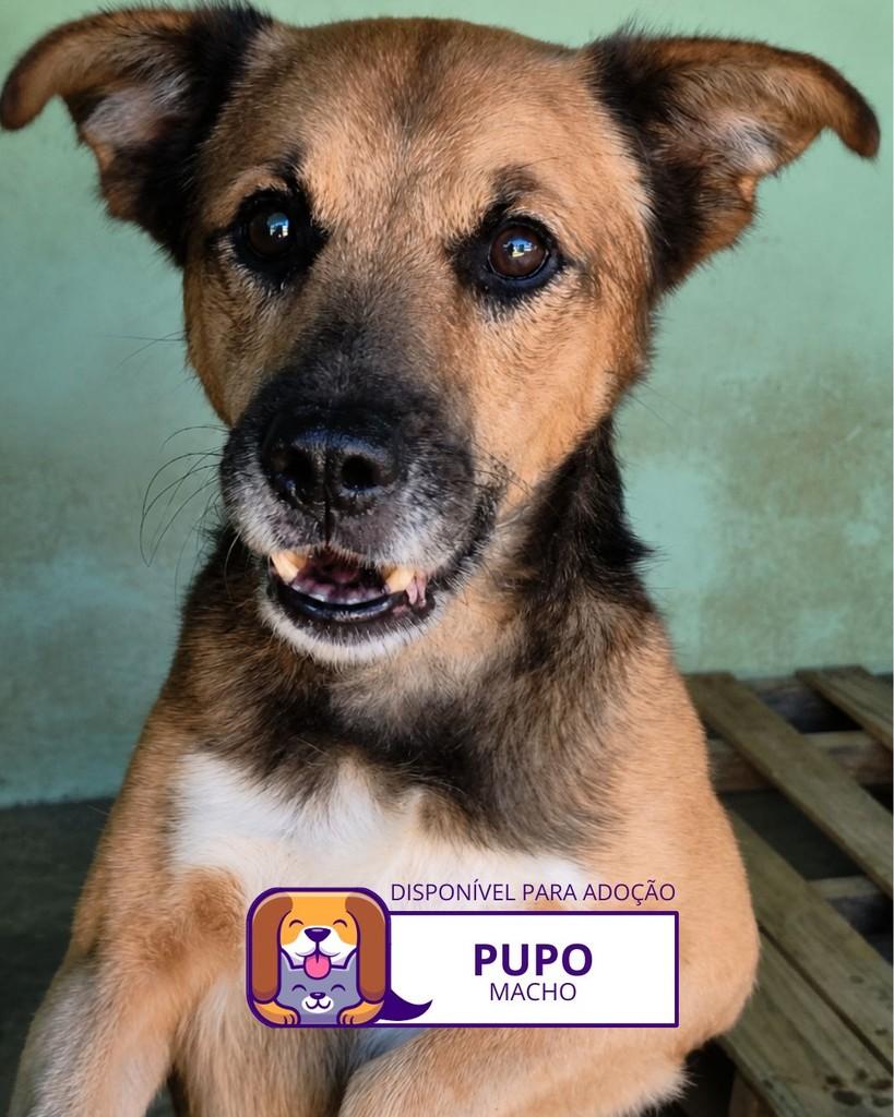 Pupo, cachorro de porte médio para adoção em Sorocaba - SP
