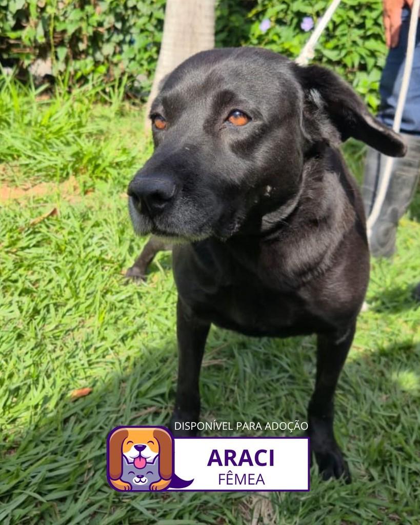 Araci, cadela de porte médio para adoção em Sorocaba - SP