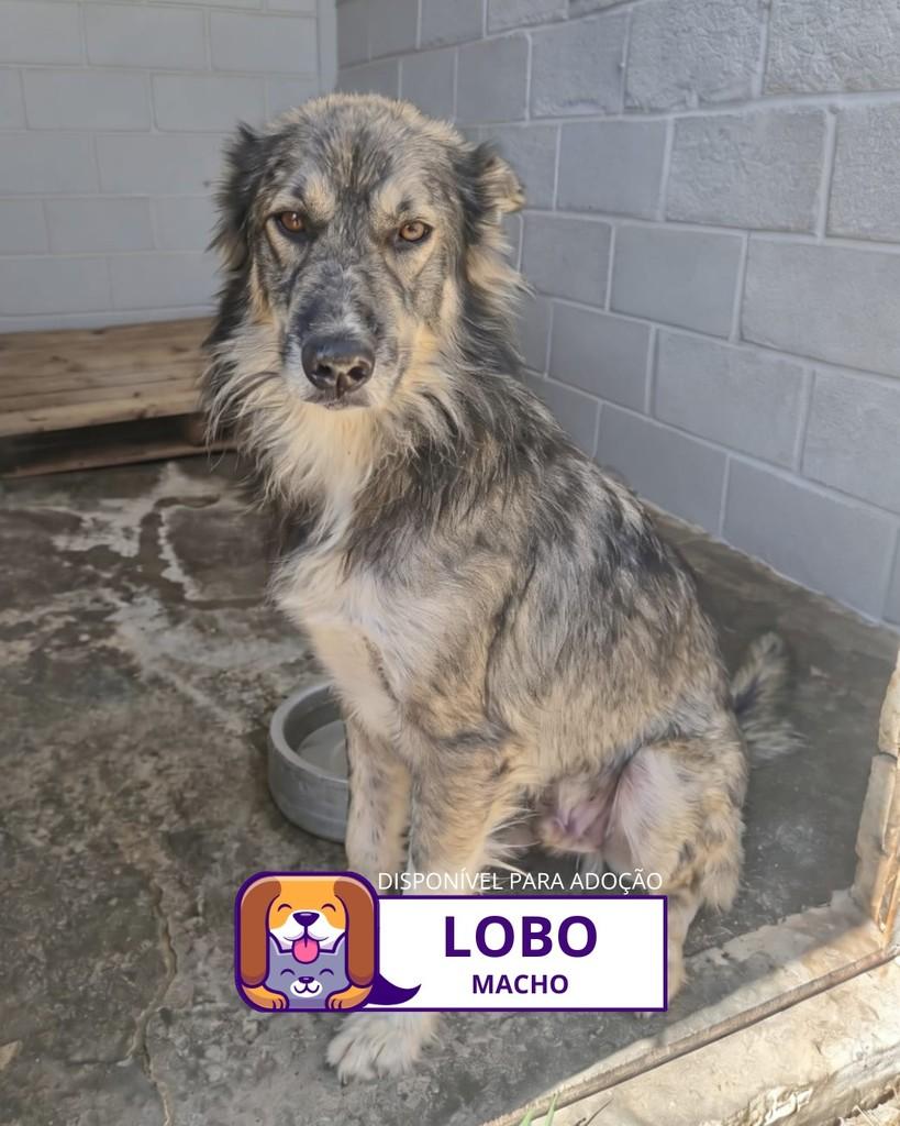 Lobo, cachorro de porte médio para adoção em Sorocaba - SP