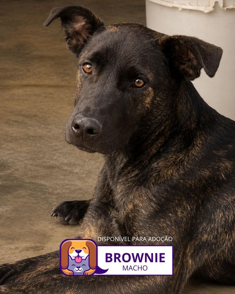 Brownie, cachorro de porte médio para adoção em Sorocaba - SP