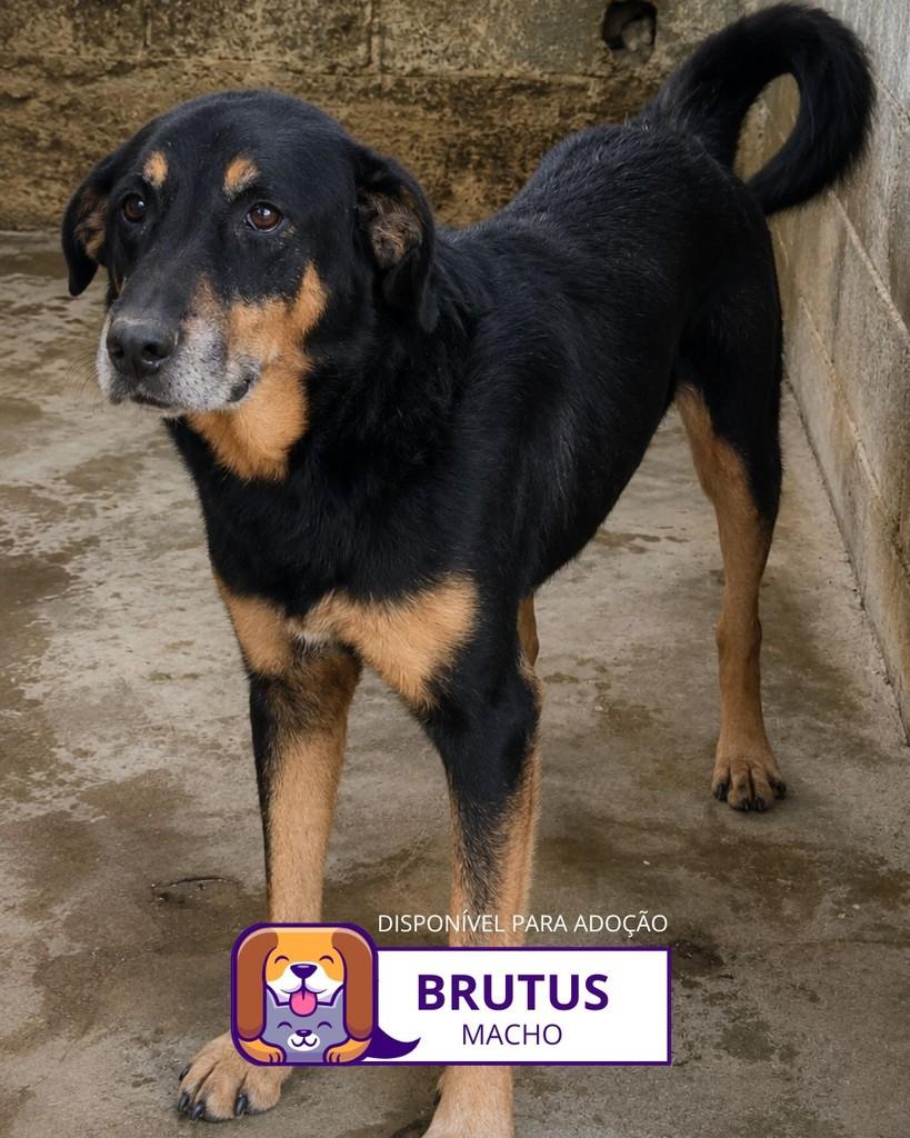 Brutus, cachorro de porte grande para adoção em Sorocaba - SP