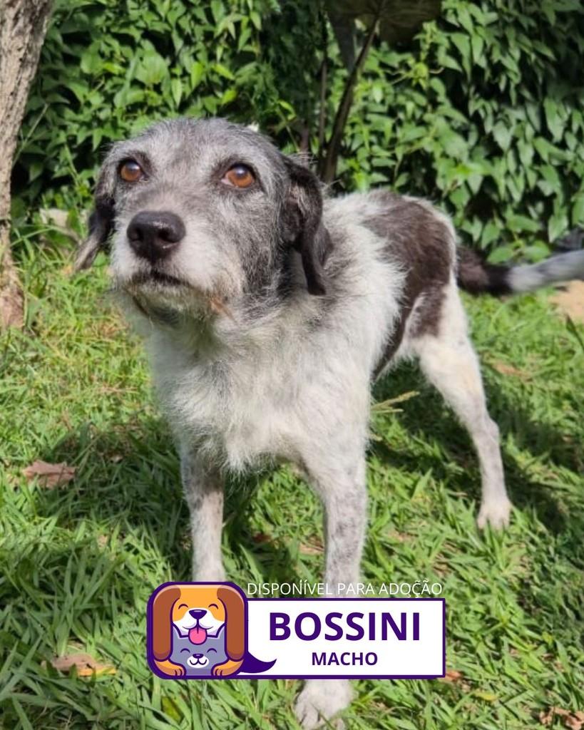Bossini, cachorro de porte médio para adoção em Sorocaba - SP