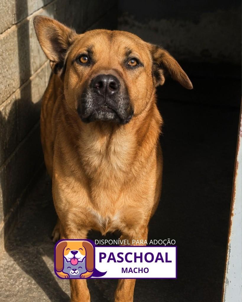 Paschoal, cachorro de porte médio para adoção em Sorocaba - SP