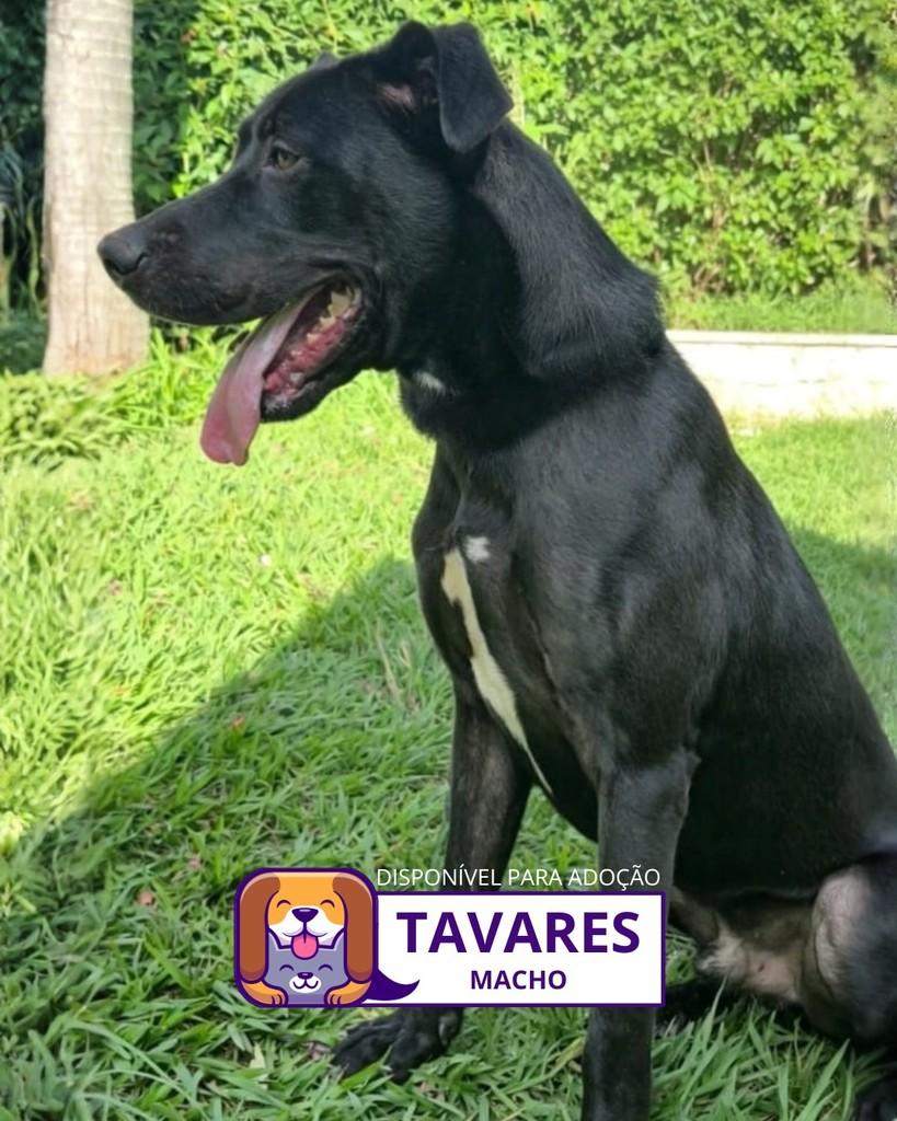 Tavares, cachorro de porte médio para adoção em Sorocaba - SP