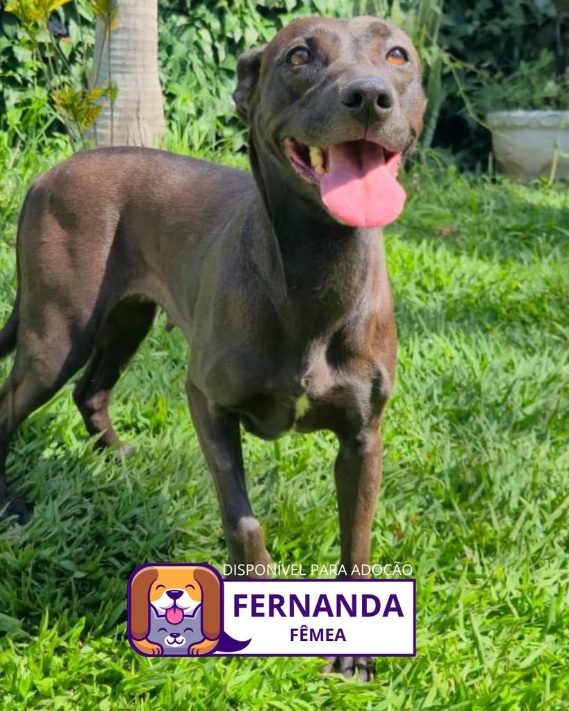 Fernanda, cadela de porte médio para adoção em Sorocaba - SP