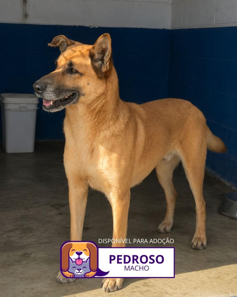 Pedroso, cachorro de porte grande para adoção em Sorocaba - SP