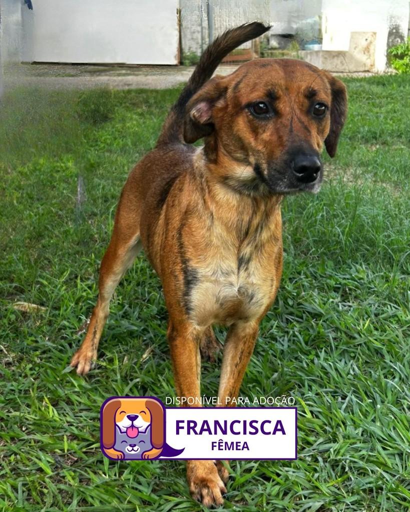 Francisca, cadela de porte médio para adoção em Sorocaba - SP