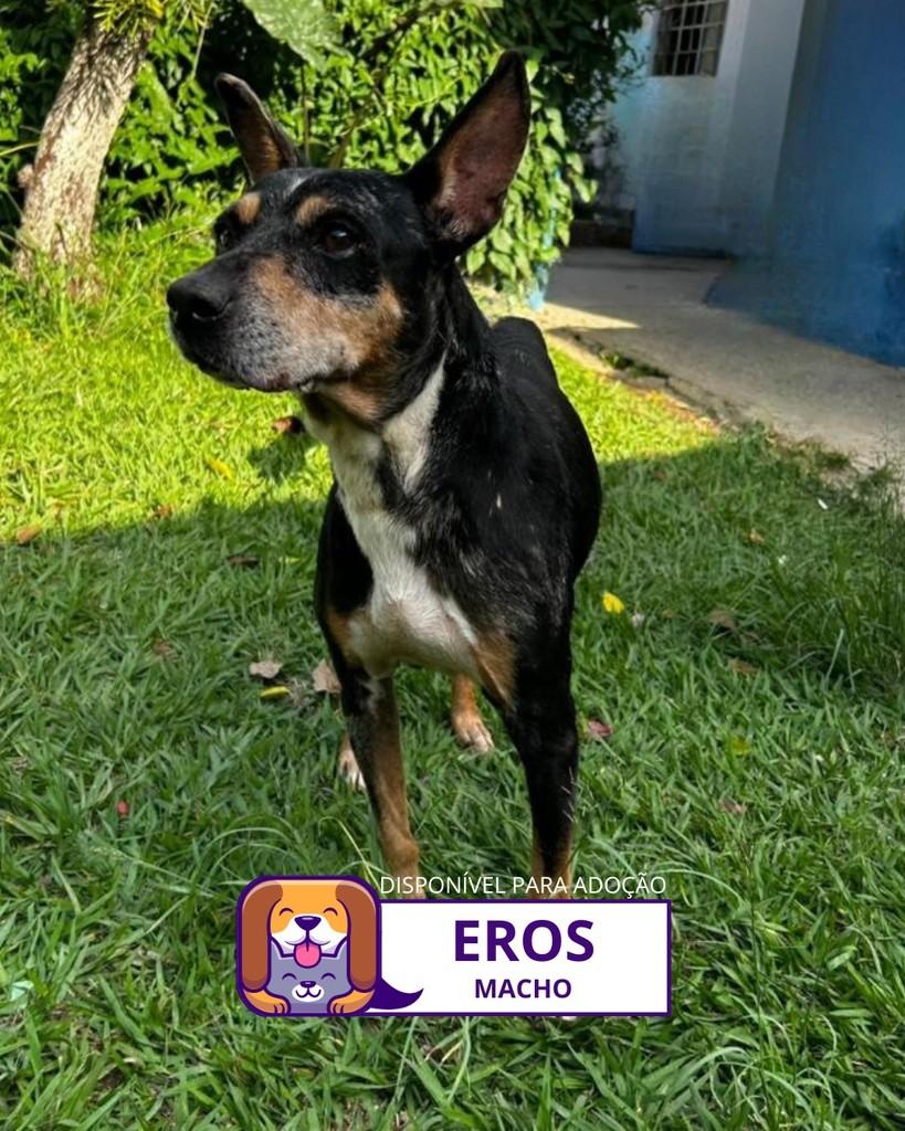 Eros, cachorro de porte médio para adoção em Sorocaba - SP