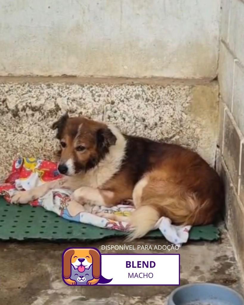 Blend, cachorro de porte médio para adoção em Sorocaba - SP