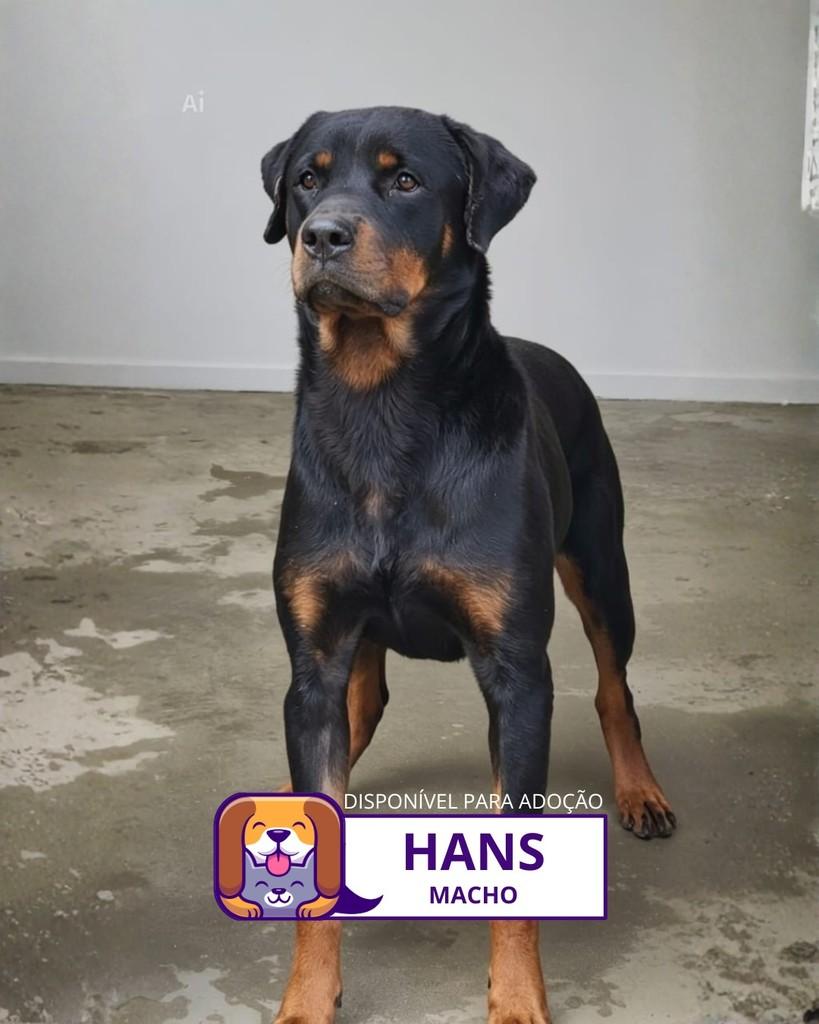 Hans, cachorro de porte médio para adoção em Sorocaba - SP