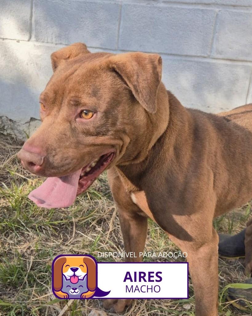 Aires, cachorro de porte médio para adoção em Sorocaba - SP