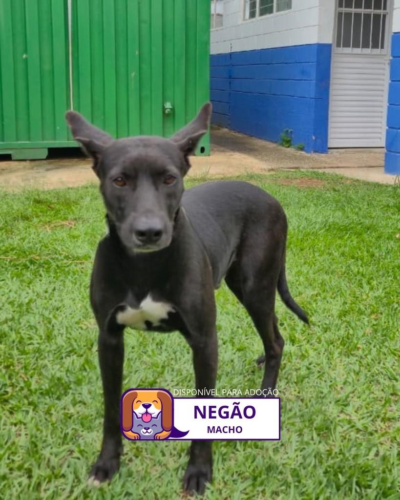Negão, cachorro de porte médio para adoção em Sorocaba - SP