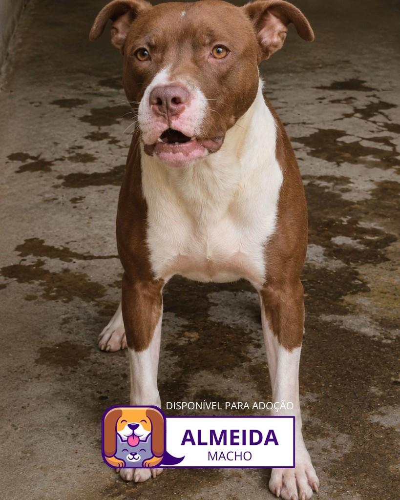 Almeida, cachorro de porte médio para adoção em Sorocaba - SP
