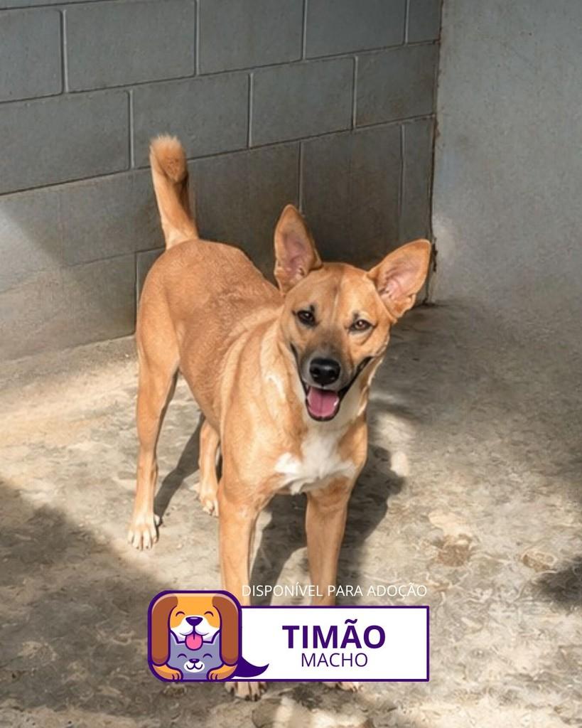 Timão, cachorro de porte médio para adoção em Sorocaba - SP