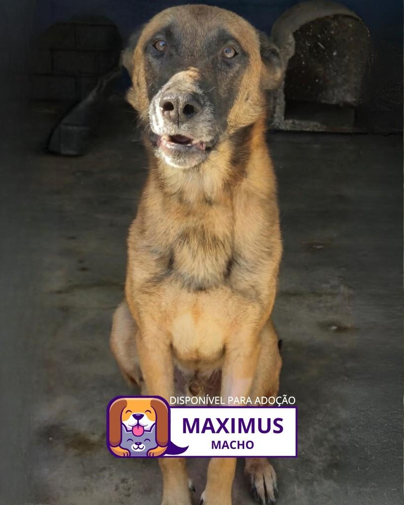 Maximus, cachorro de porte médio para adoção em Sorocaba - SP