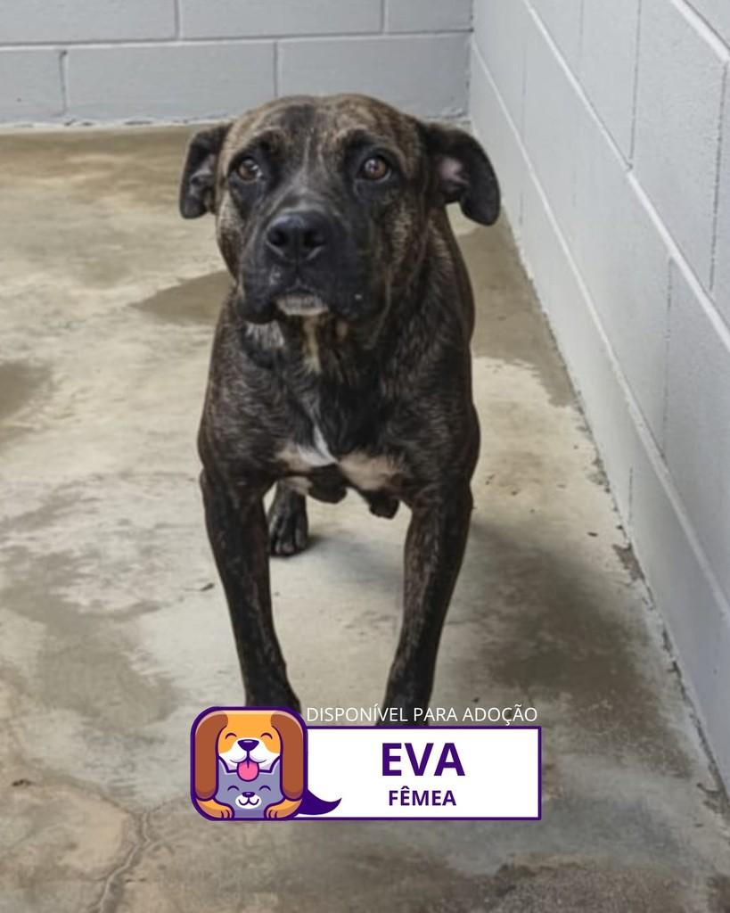 Eva, cachorro de porte médio para adoção em Sorocaba - SP