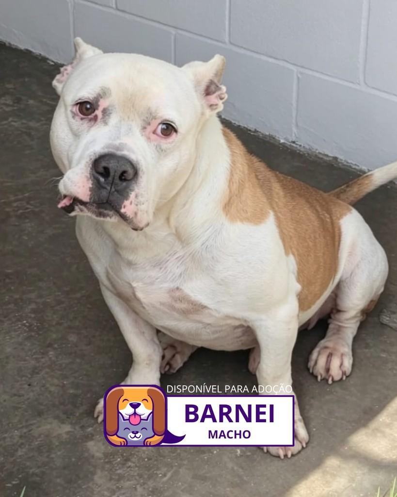 Barney, cachorro de porte médio para adoção em Sorocaba - SP