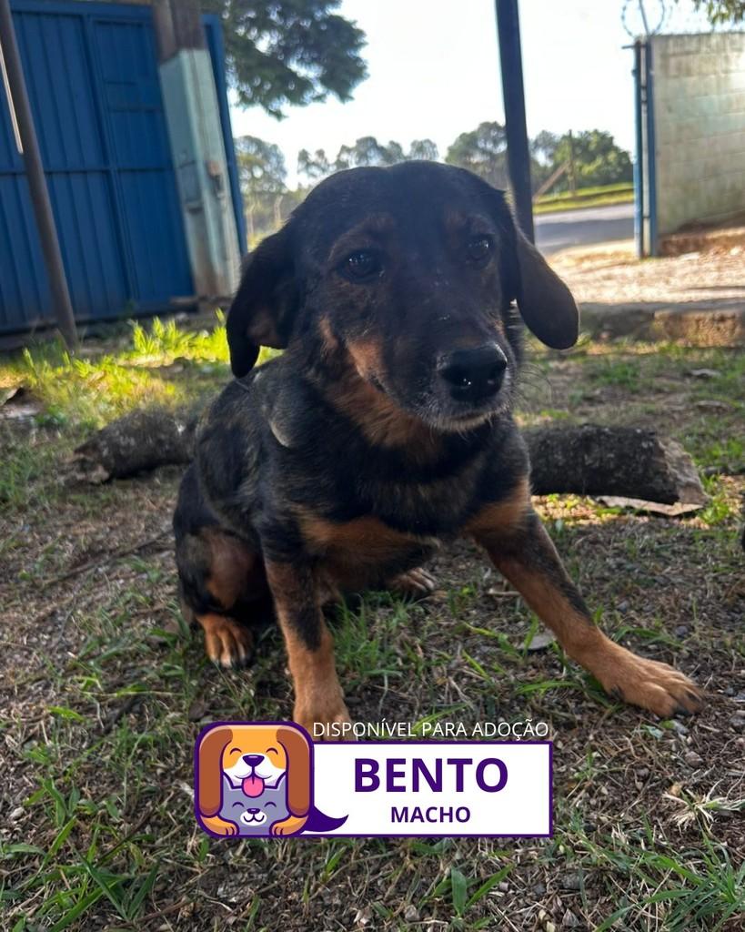 Bento, cachorro de porte médio para adoção em Sorocaba - SP
