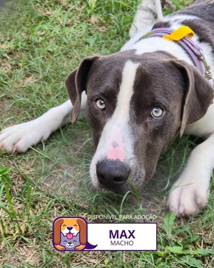 Max, cachorro de porte médio para adoção em Sorocaba - SP