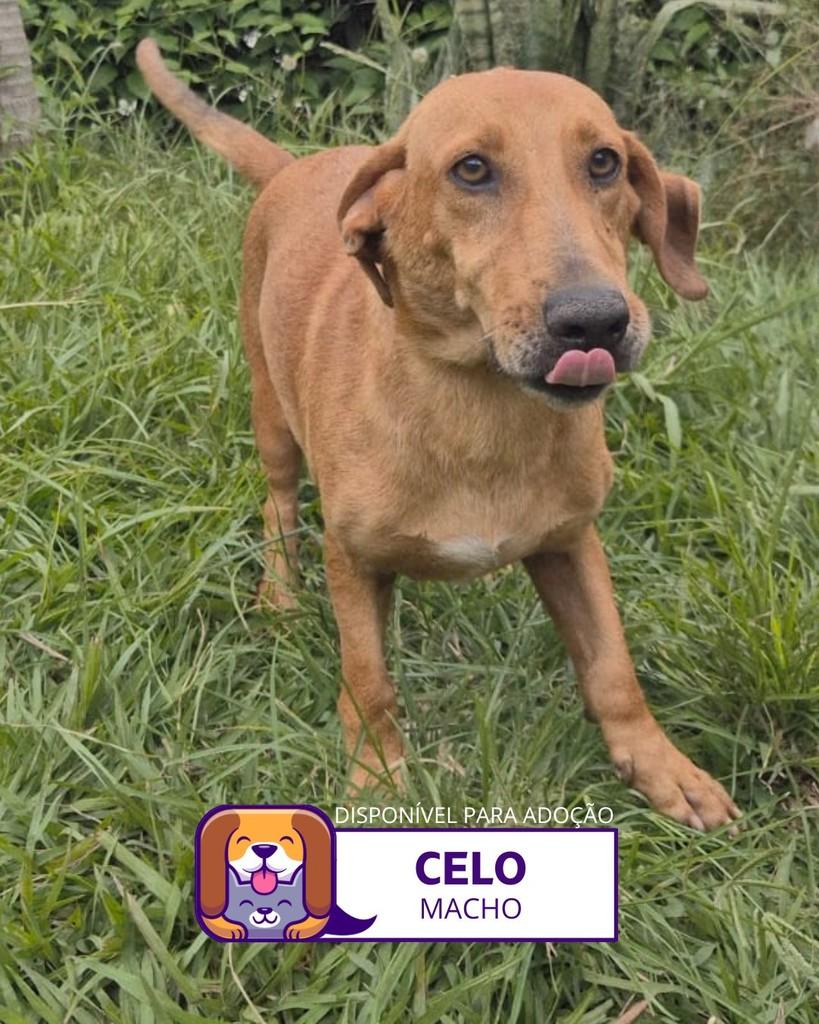 Celo, cachorro de porte pequeno para adoção em Sorocaba - SP