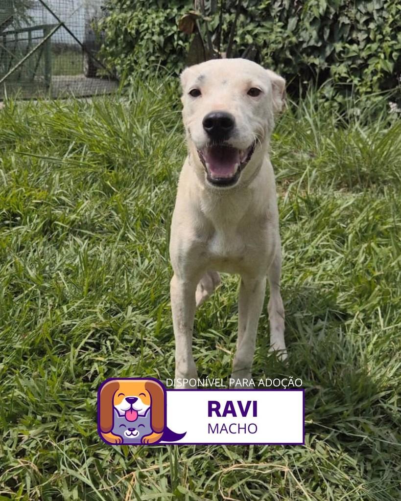 Ravi, cachorro de porte médio para adoção em Sorocaba - SP