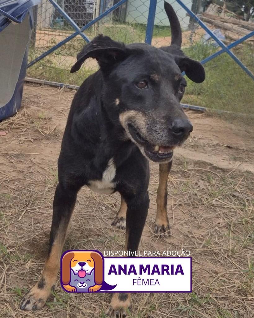 Ana Maria, cachorro de porte médio para adoção em Sorocaba - SP