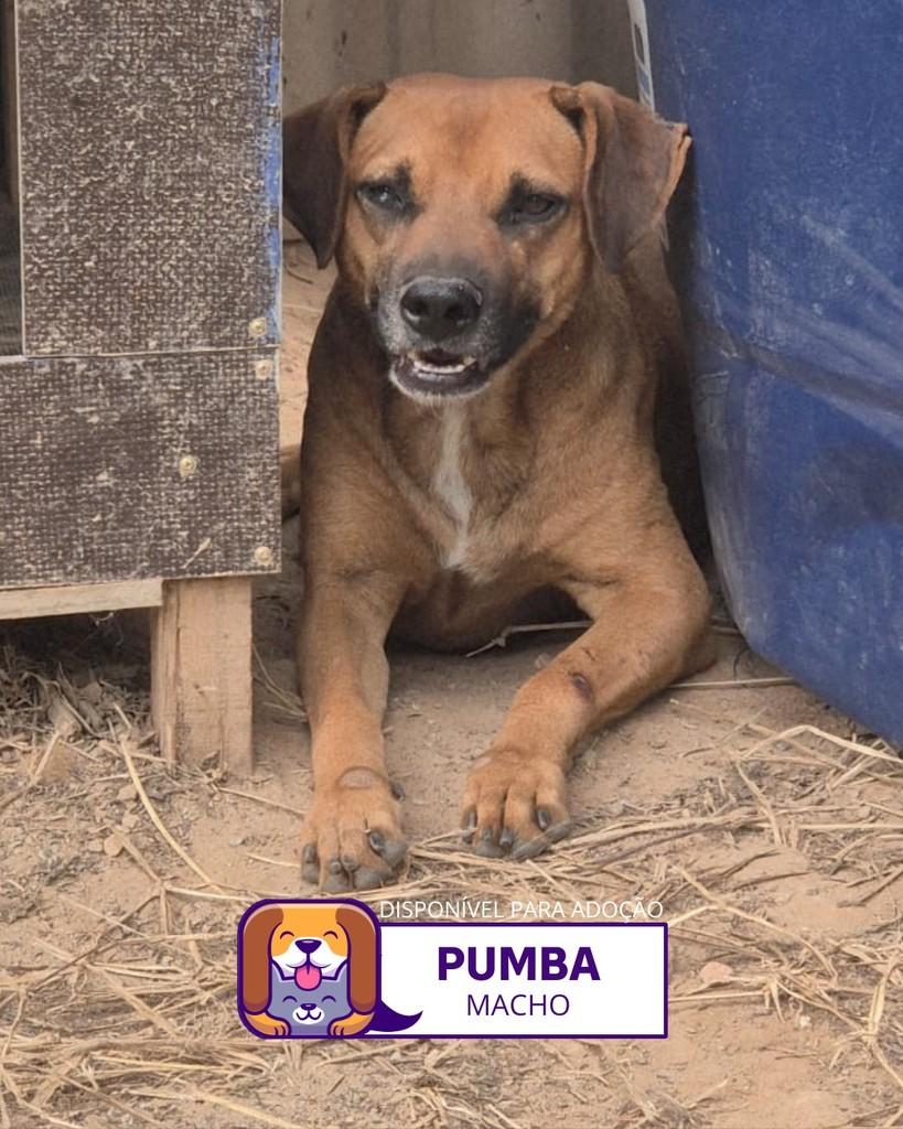 Pumba, cachorro de porte médio para adoção em Sorocaba - SP