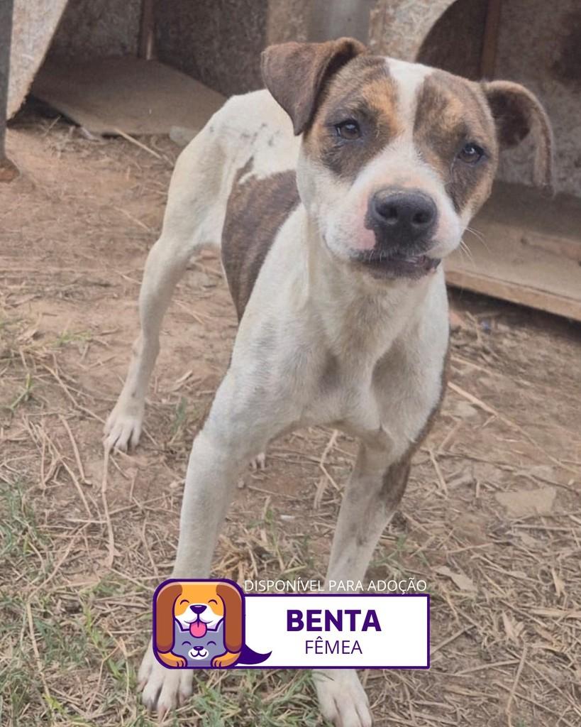 Benta, cachorro de porte médio para adoção em Sorocaba - SP