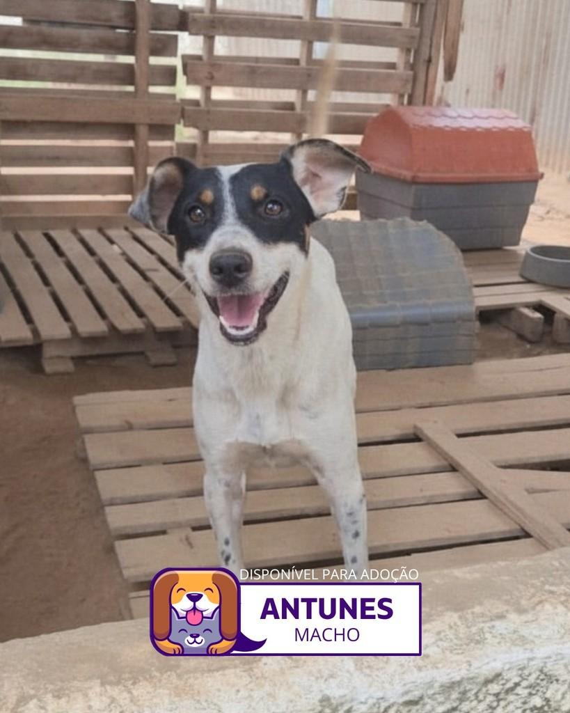 Antunes, cachorro de porte médio para adoção em Sorocaba - SP