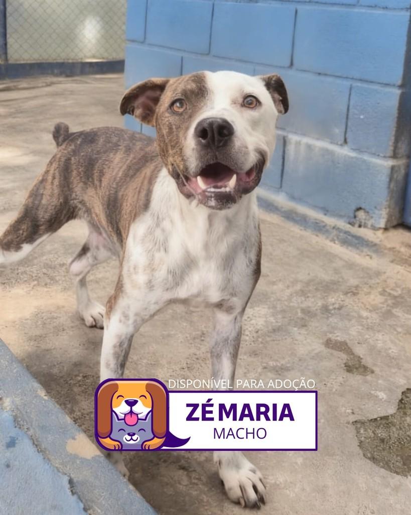 Zé Maria, cachorro de porte pequeno para adoção em Sorocaba - SP
