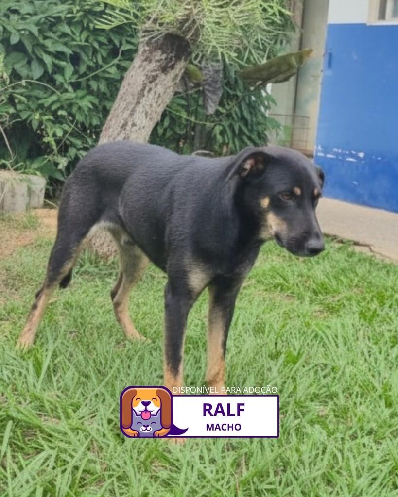 Ralf, cachorro de porte médio para adoção em Sorocaba - SP