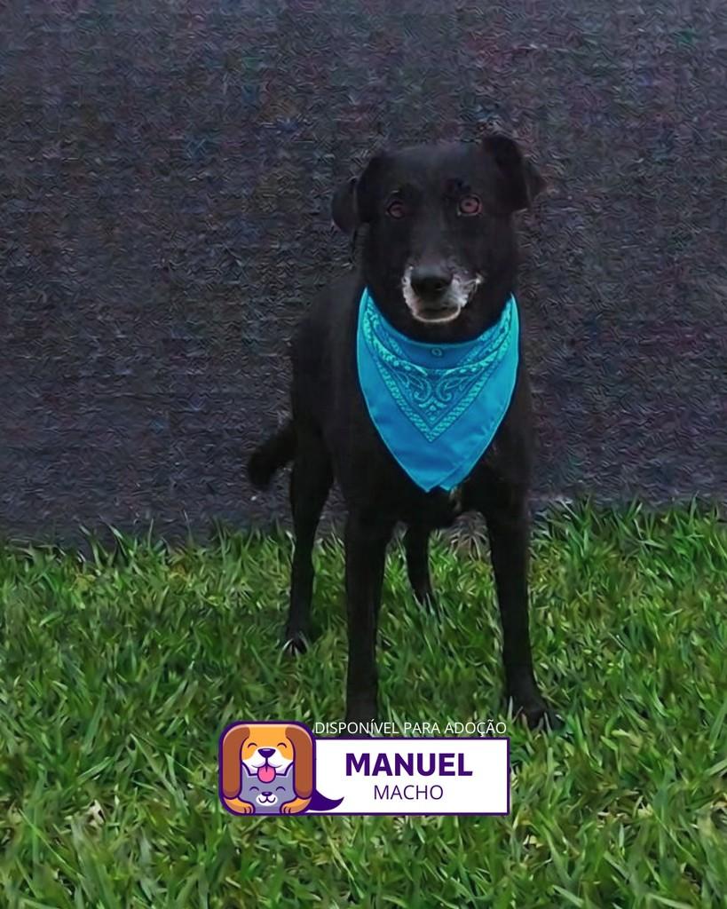 Manuel, cachorro de porte médio para adoção em Sorocaba - SP