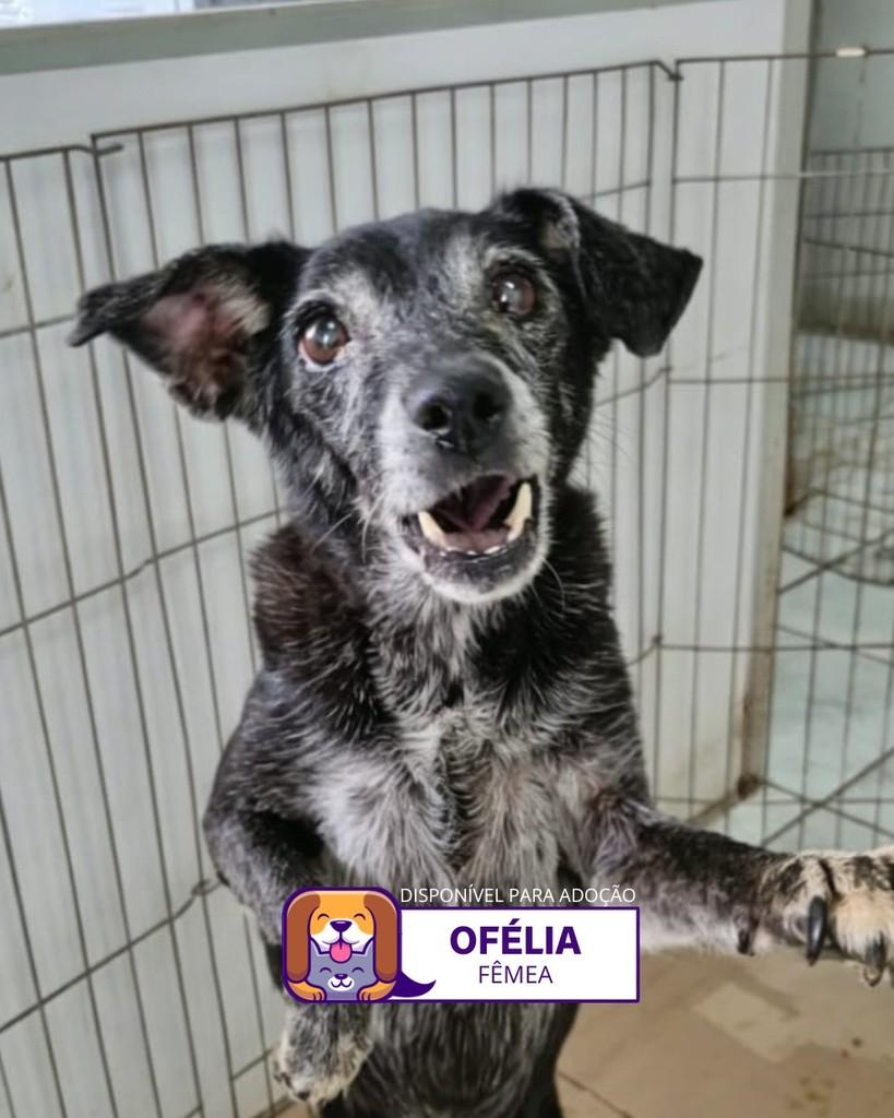 Ofélia, cachorro de porte médio para adoção em Sorocaba - SP