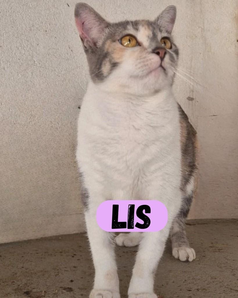Lis, gata de porte pequeno para adoção em Sorocaba - SP