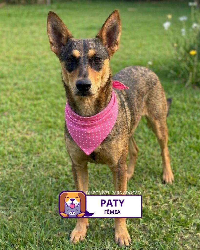 Paty, cadela de porte pequeno para adoção em Sorocaba - SP