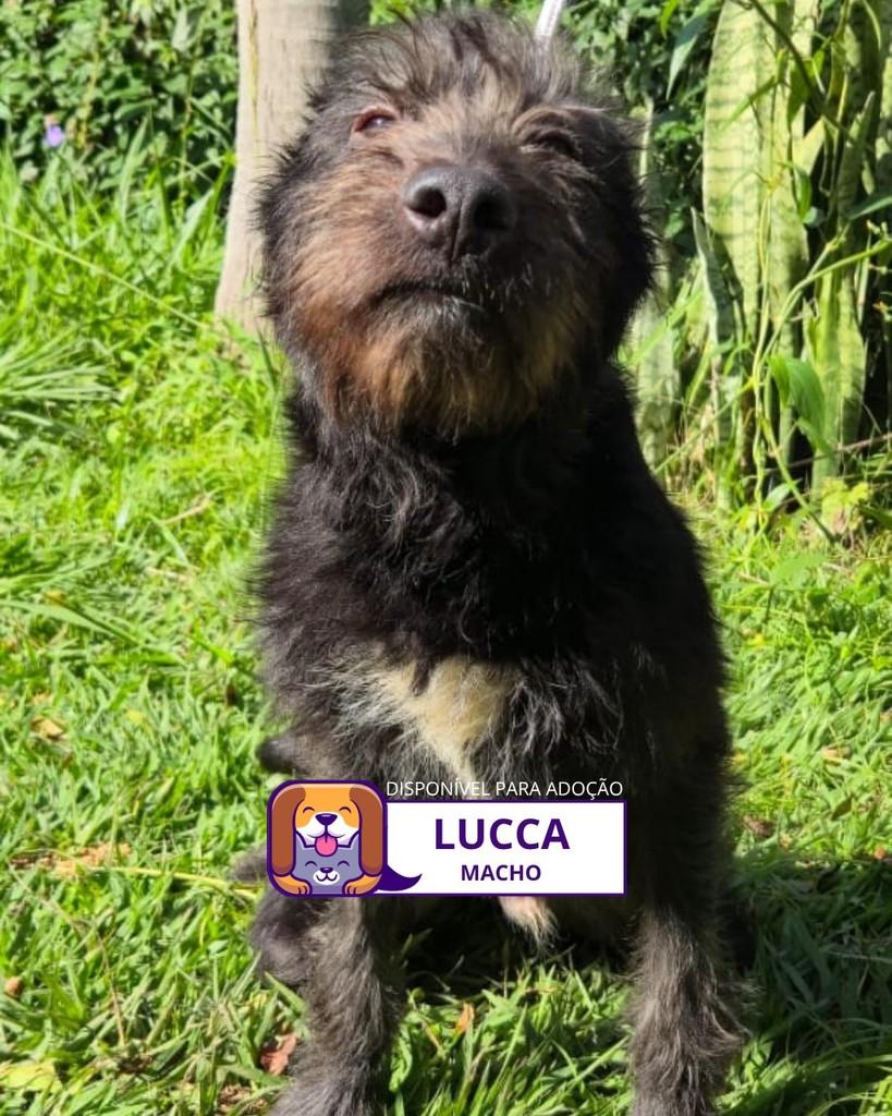 Lucca, cachorro de porte médio para adoção em Sorocaba - SP