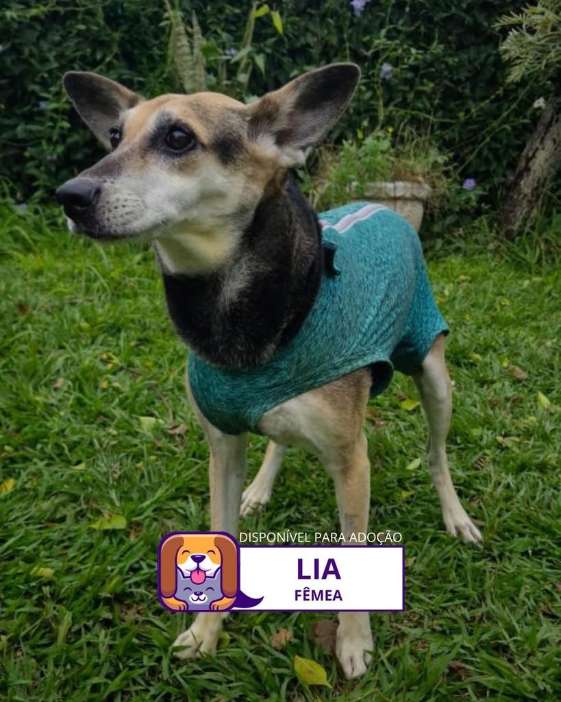 Lia, cadela de porte médio para adoção em Sorocaba - SP