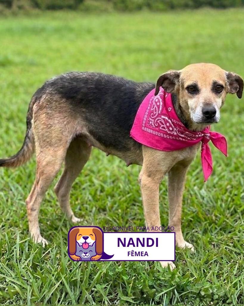 Nandi, cadela de porte grande para adoção em Sorocaba - SP