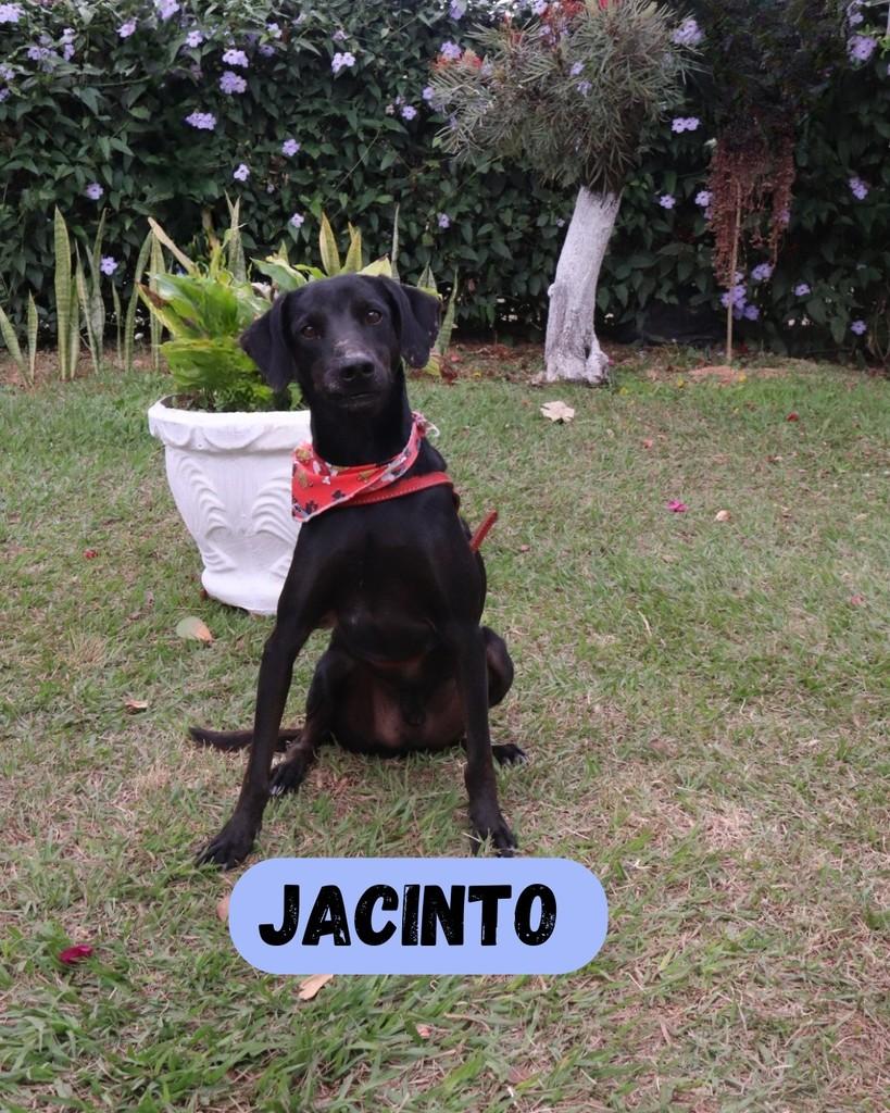 Jacinto, cachorro de porte médio para adoção em Sorocaba - SP