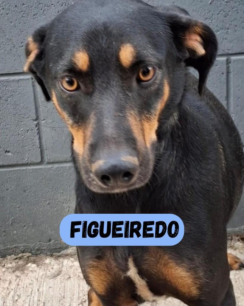 Figueiredo, cachorro de porte médio para adoção em Sorocaba - SP