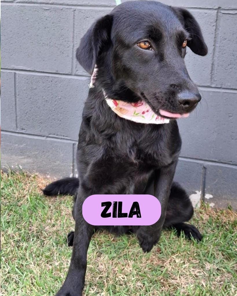 Zila, cachorro de porte médio para adoção em Sorocaba - SP