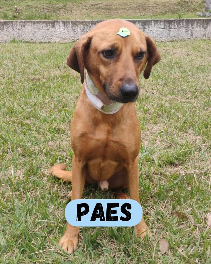 Paes, cachorro de porte médio para adoção em Sorocaba - SP