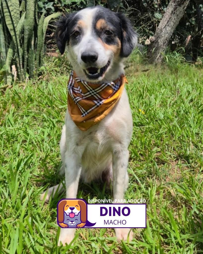 Dino, cachorro de porte médio para adoção em Sorocaba - SP