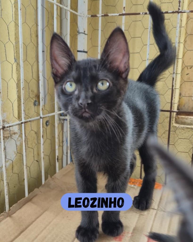 Leozinho, gato de porte pequeno para adoção em Sorocaba - SP