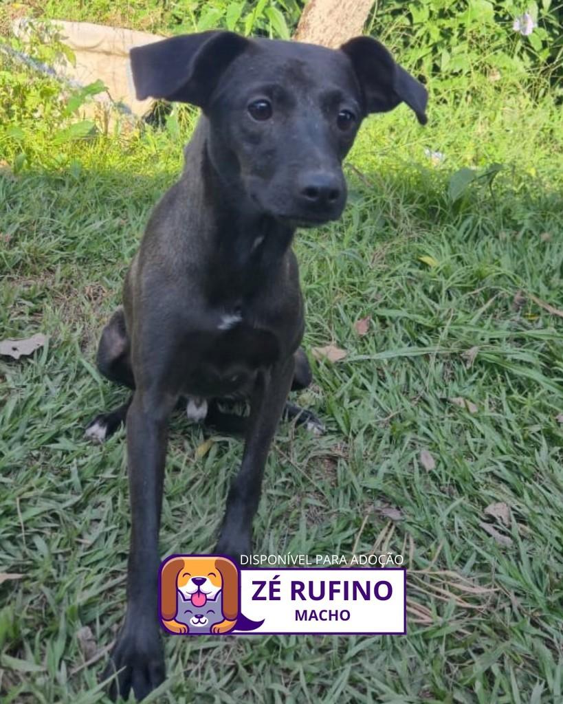 Zé Rufino, cachorro de porte pequeno para adoção em Sorocaba - SP