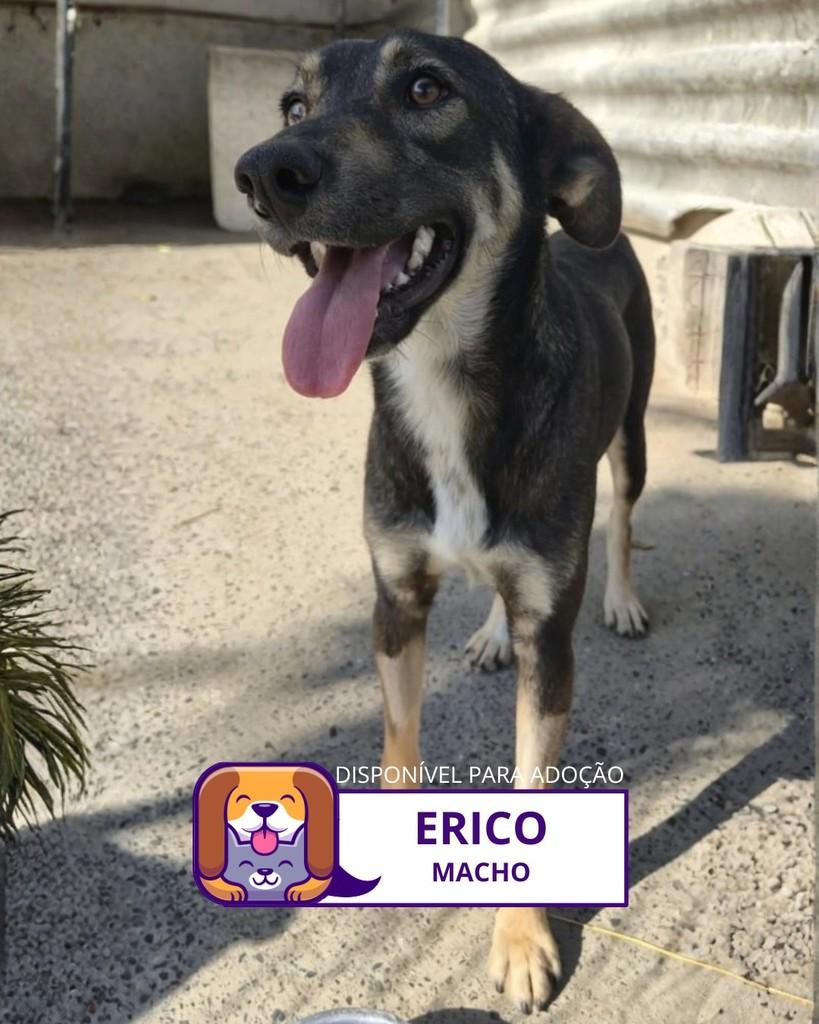 Erico, cachorro de porte médio para adoção em Sorocaba - SP